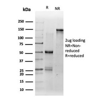 DMRT2 Antibody