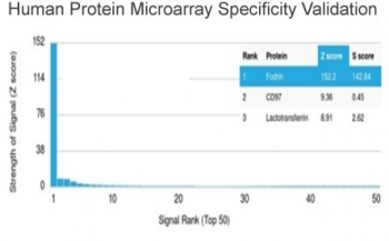 Alpha II Spectrin Antibody / SPTAN1 / Alpha Fodrin / NEAS