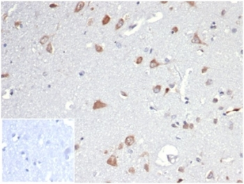 Osteopontin Antibody / OPN / SPP1
