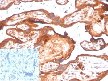 INDOL1 Antibody / IDO2