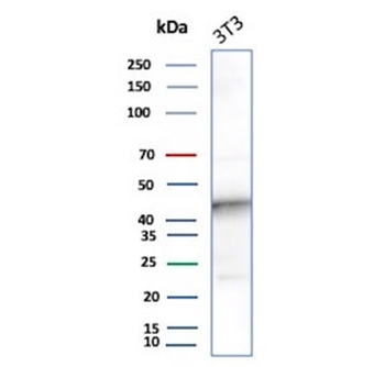 INDOL1 Antibody / IDO2