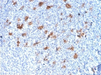 SPARC Antibody / Osteonectin