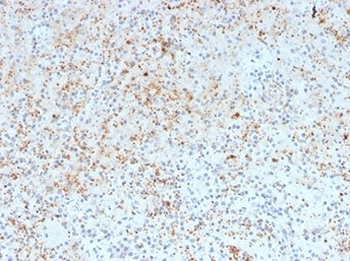 SPARC Antibody / Osteonectin