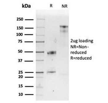SPARC Antibody / Osteonectin