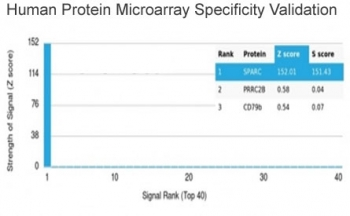 SPARC Antibody / Osteonectin