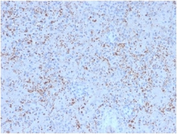 Osteonectin Antibody / SPARC
