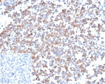 SPARC Antibody / Osteonectin