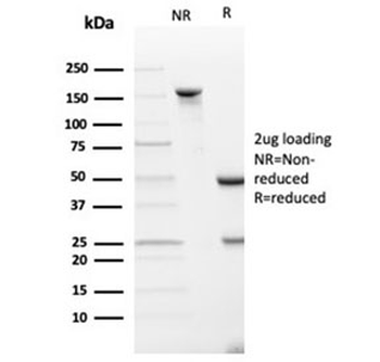 SPARC Antibody / Osteonectin