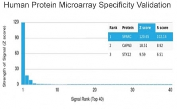 SPARC Antibody / Osteonectin