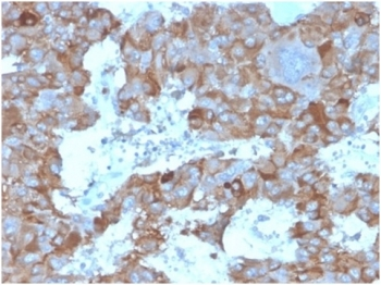 Interleukin 3 Antibody