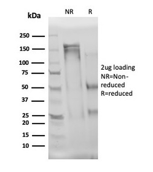Interleukin 3 Antibody