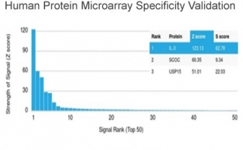 Interleukin 3 Antibody