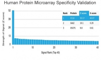 MCP2 Antibody / CCL8