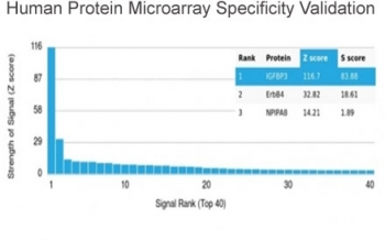 IGFBP3 Antibody