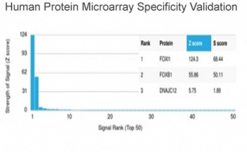 FOXL1 Antibody