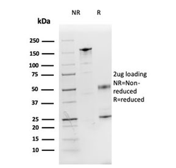 IL3 Antibody