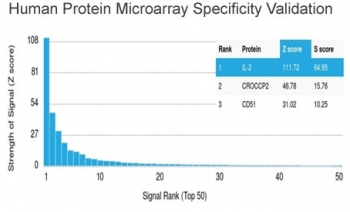 IL3 Antibody
