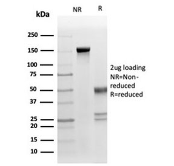 FasL Antibody / Fas Ligand