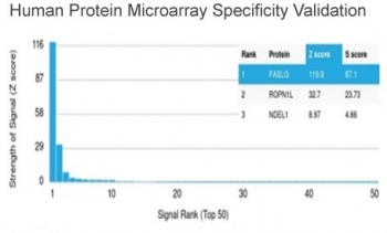 FasL Antibody / Fas Ligand