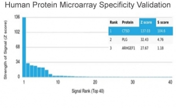 CTSD Antibody / Cathepsin D