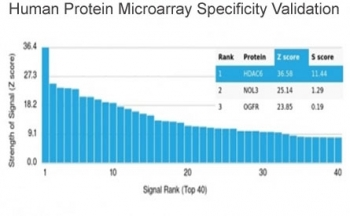 HDAC6 Antibody