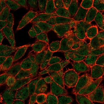 Bcl6 Antibody