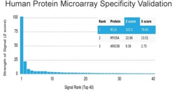 Bcl6 Antibody