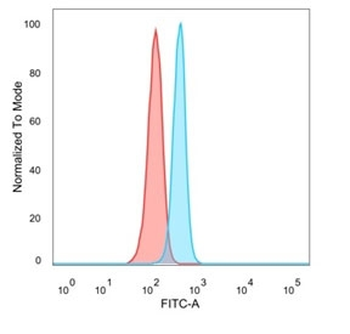 Bcl6 Antibody