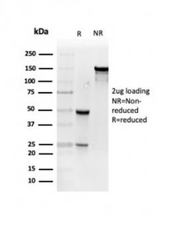 RETN Antibody / Resistin