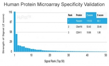 RETN Antibody / Resistin