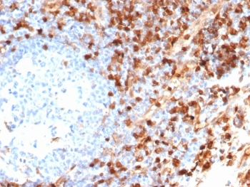 Annexin A1 Antibody