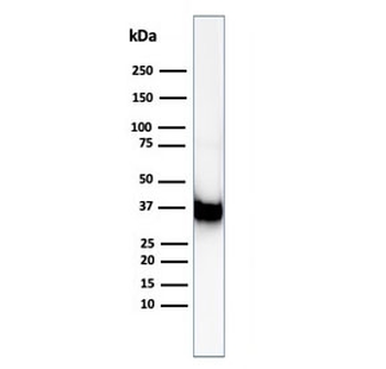 Annexin A1 Antibody