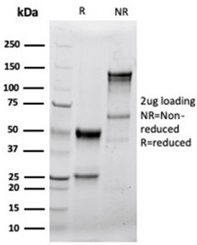Recombinant Granzyme B Antibody