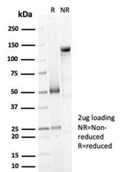 DCN Antibody / Decorin