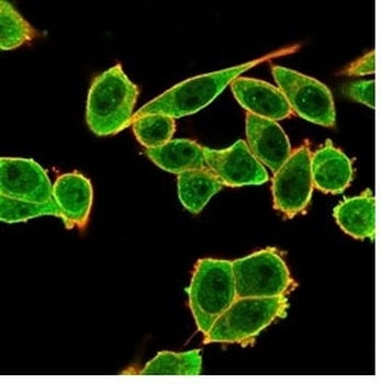 Daxx Antibody
