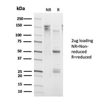 Daxx Antibody