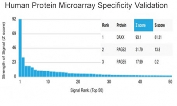 Daxx Antibody