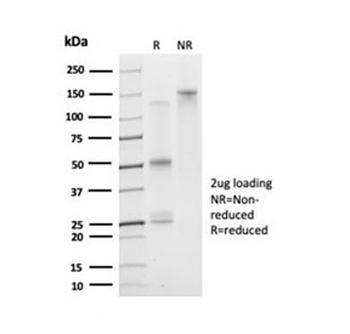 Daxx Antibody