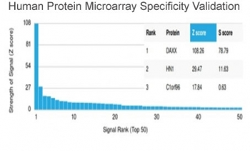 Daxx Antibody