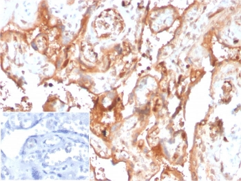 Fetuin-A Antibody / AHSG