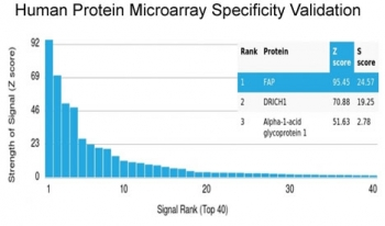 Fibroblast Activation Protein Alpha Antibody / FAP