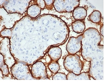 Recombinant ALPP Antibody / Placental Alkaline Phosphatase