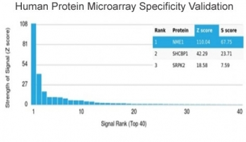 NME1 Antibody / NM23