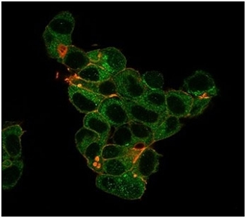 Lactoferrin Antibody / LTF / Lactotransferrin