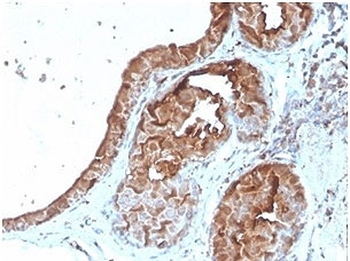 Lactoferrin Antibody / LTF / Lactotransferrin