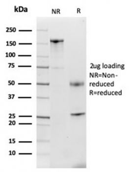 Lactoferrin Antibody / LTF / Lactotransferrin