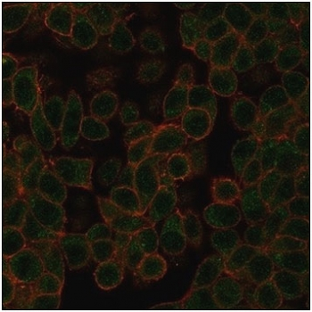 NEUROD2 Antibody