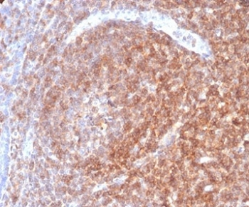 CD48 Antibody (Pan Leukocyte Marker)