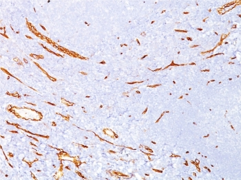 CD34 Antibody