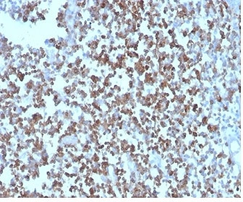 CD27 Antibody